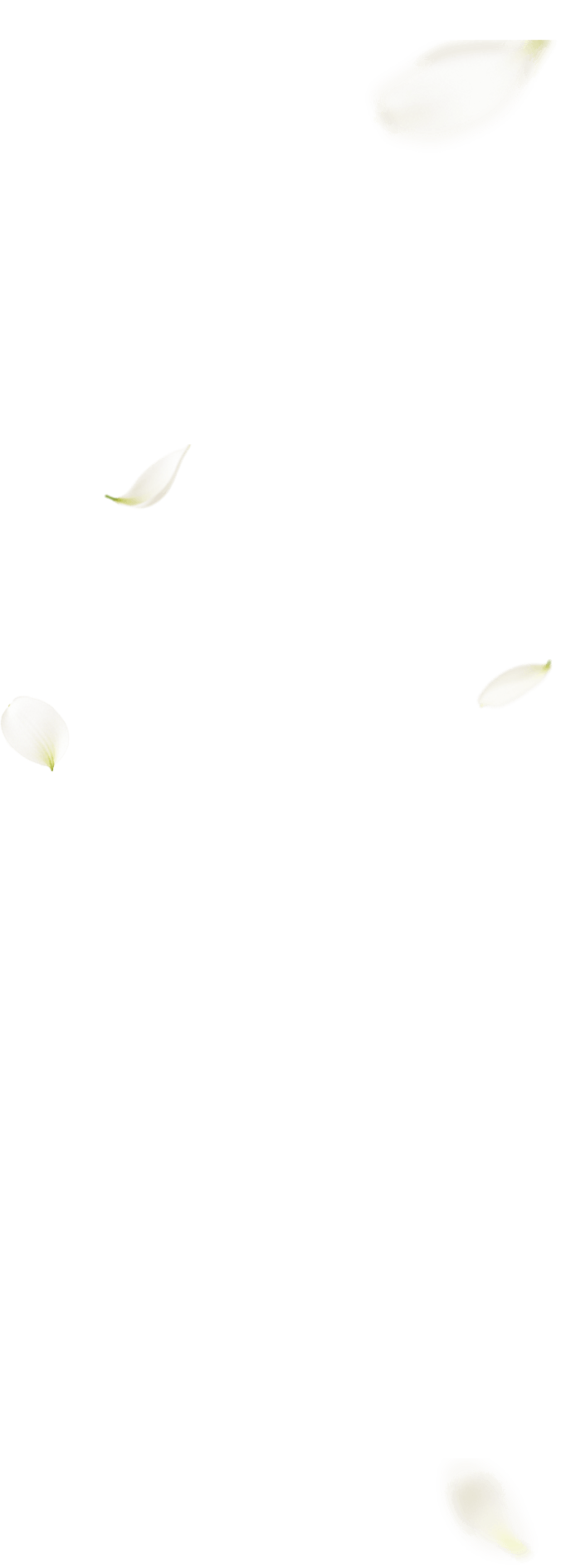 花瓣